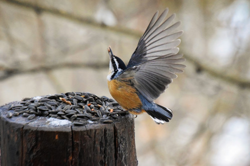 RBG. One-of-a-kind. This little red-breasted nuthatch has been a visitor for months now&hellip;a