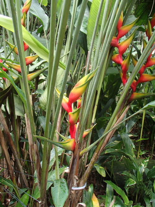 tiger-breeze: singapore botanic gardens  please don’t delete the text