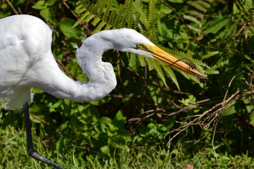 Great egret having lunch, Everglades National Park, Florida.