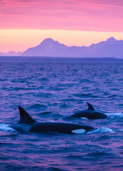 awkwardsituationist:justin hofman photographs orcas off the alaskan coast