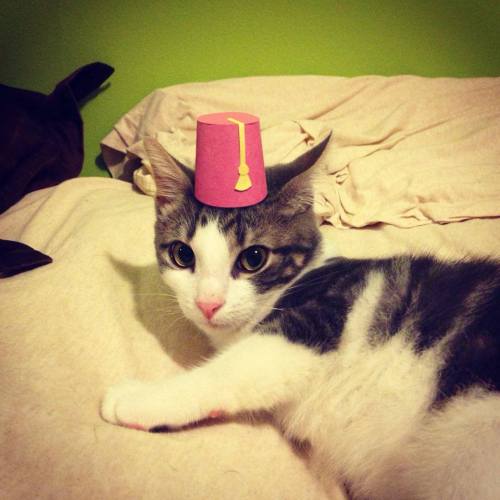 thefrogman:  Maxwell Wears Tiny Hats [facebook] [h/t: catsbeaversandducks] 