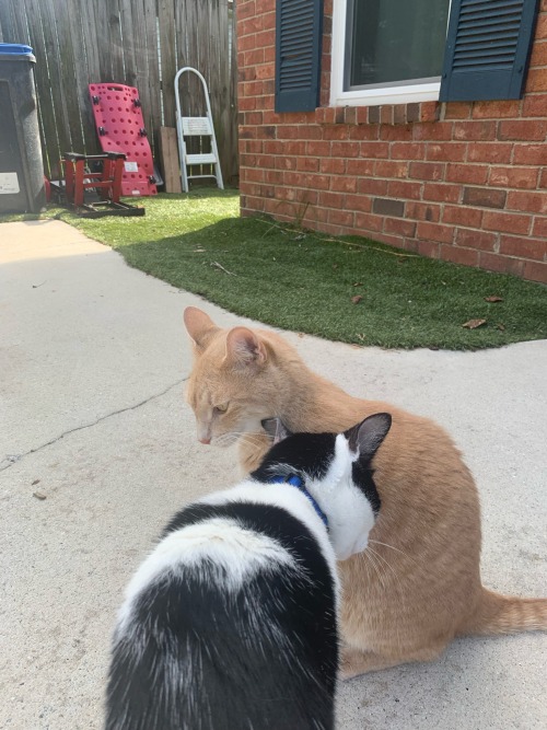 Theres Like 12 Cats In The Blocks Surrounding My Neighborhood And I Don't Know Where They're Coming From.