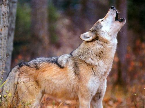 respectthewolf:  