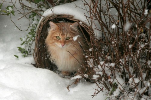 pagewoman:Norwegian Forest Catby nordligdrom