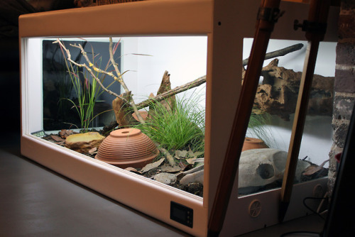 winterhazelly:FINALLY rescaped the snildren’s vivs! Here’s more info on the setup. The o