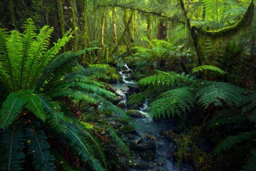 earthporn:50 shades of green. Fiordland, New Zealand {OC} (1500x1000) @williampatino_photography by: