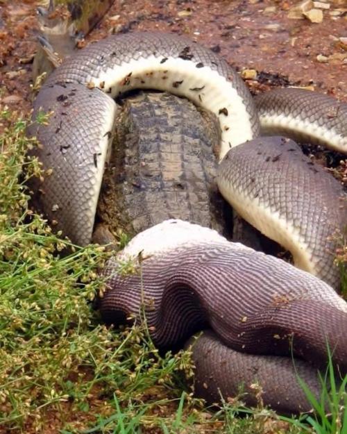 godotal:hkirkh:An Australian woman kayaking in Queensland came across a massive Olive Python feeding