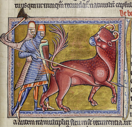 discardingimages:bonnacon and his flamethrowing anusbestiary, England ca. 1200Aberdeen University Li