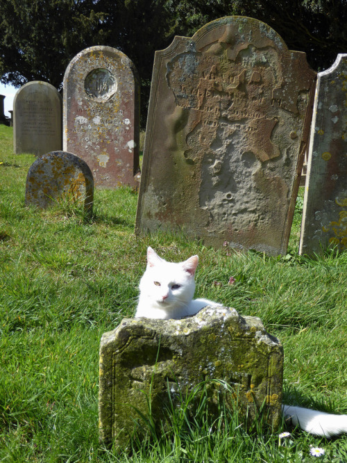 skull-designs:“Just be still with me”Cat People / DBSt Margaret’s, Ditchling, East Sussex