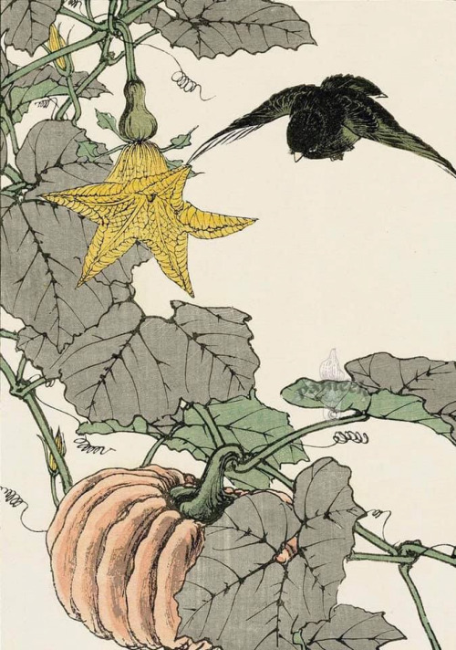 Black Robin, Pumpkin   -  Imao Keinen Japanese, 1845-1924woodblock print , 10 x 14 ½ in.