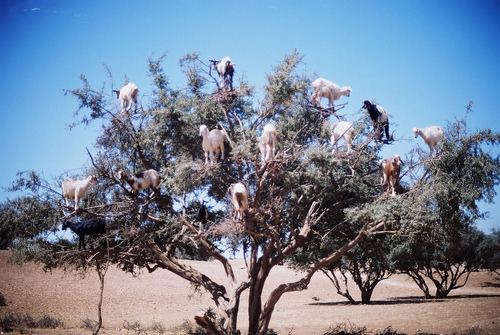 fuffuster:  has anyone ever stopped to think about what ridiculous animals goats are like  WHAT THE FUCK  HOW DID YOU EVEN GET UP THERE  ARE THESE ANIMALS EVEN REAL  ????? ?? ? ???????// SOMEONE FUCKING EXPLAIN THIS SHIT TO ME 