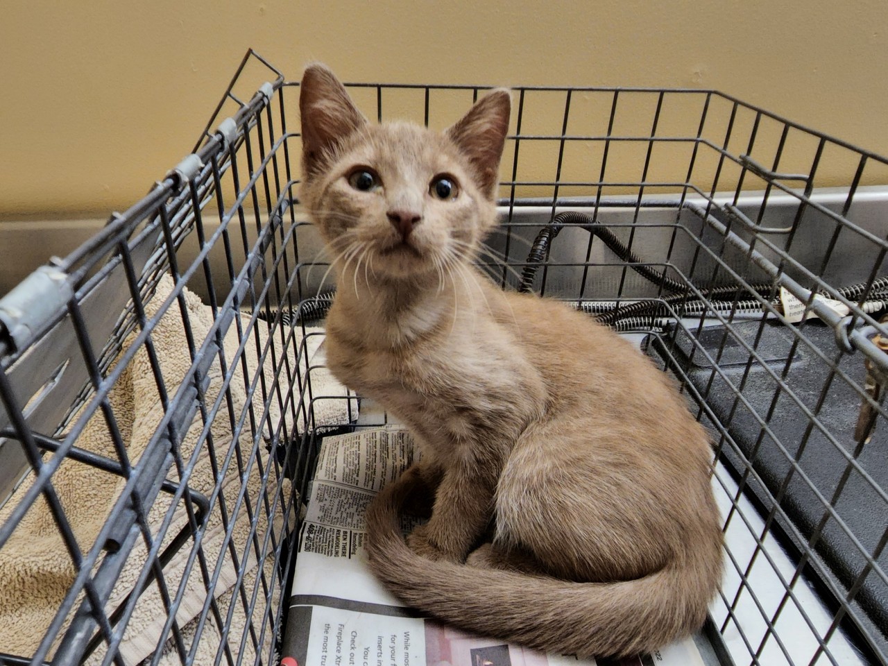 talesfromtreatment:talesfromtreatment:talesfromtreatment:talesfromtreatment:Not your typical coat color in a catI think it’s probably actually an orange kitten with a very ‘sooty’ cast to it. Better lighting and he looks even weirder.