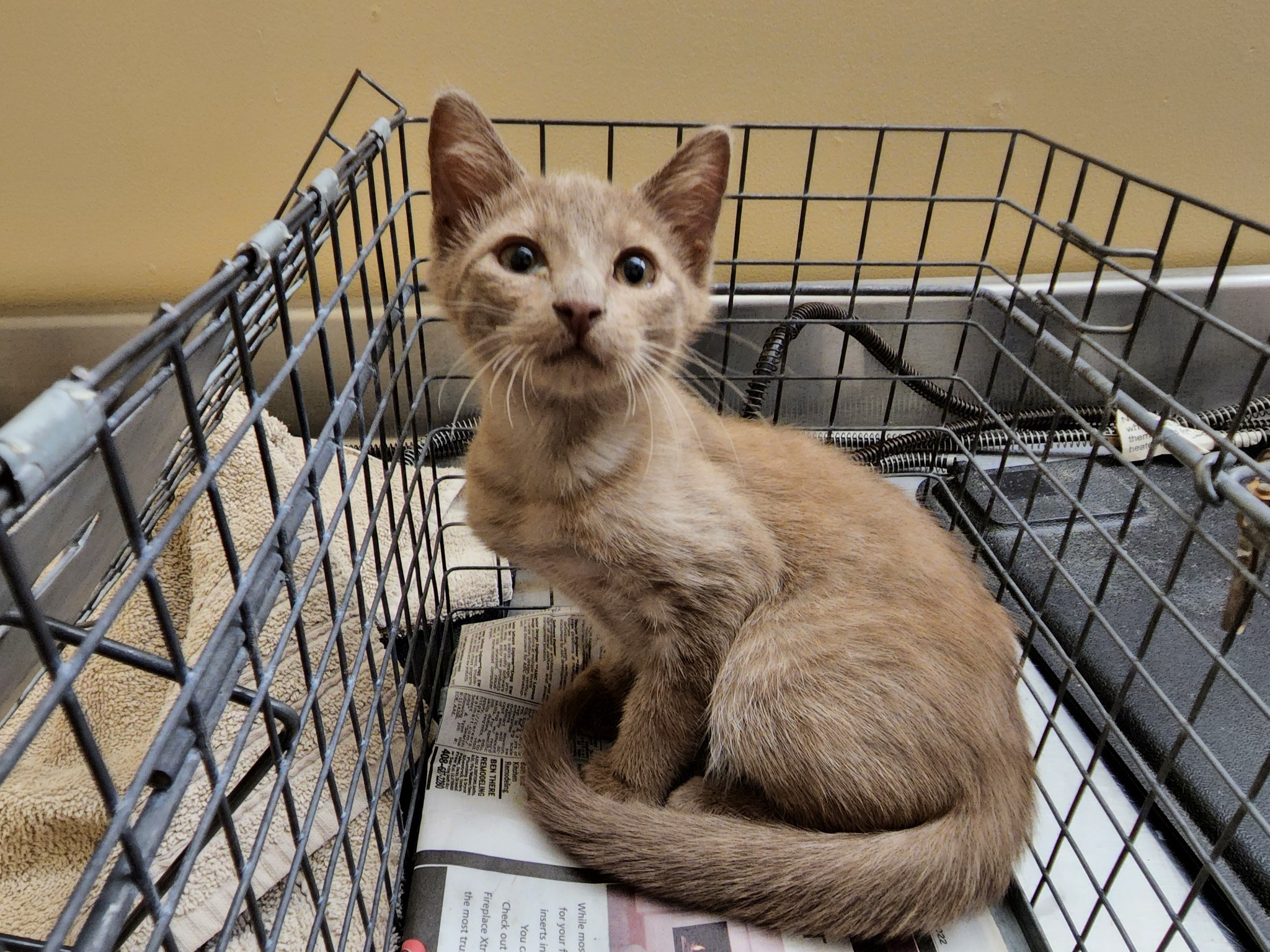 talesfromtreatment:talesfromtreatment:talesfromtreatment:Not your typical coat color