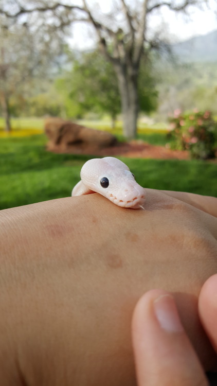 snoodlysneks:fandomsneks:A couple days ago, the cats managed to knock Phasma’s tank over, and her wa