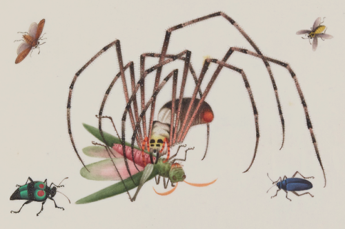 Insectes - Yoeequa - c.1830-1840 - via Gallica 