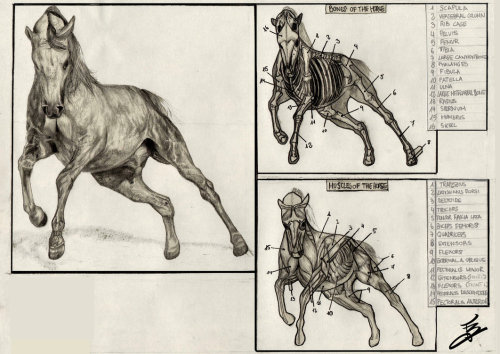 fucktonofanatomyreferences: A glorious fuck-ton of horse references. [From various sources]