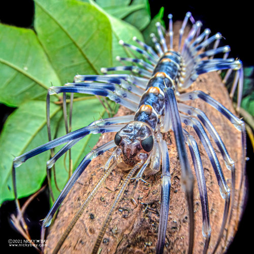 onenicebugperday:House centipedes in the family ScutigeridaePhotos by Nicky Bay // Website // Facebo