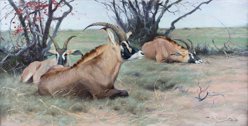 antiqueanimals:  Friedrich Wilhelm Kuhnert (1865–1926), Roan Antelope Resting in the Shade (19
