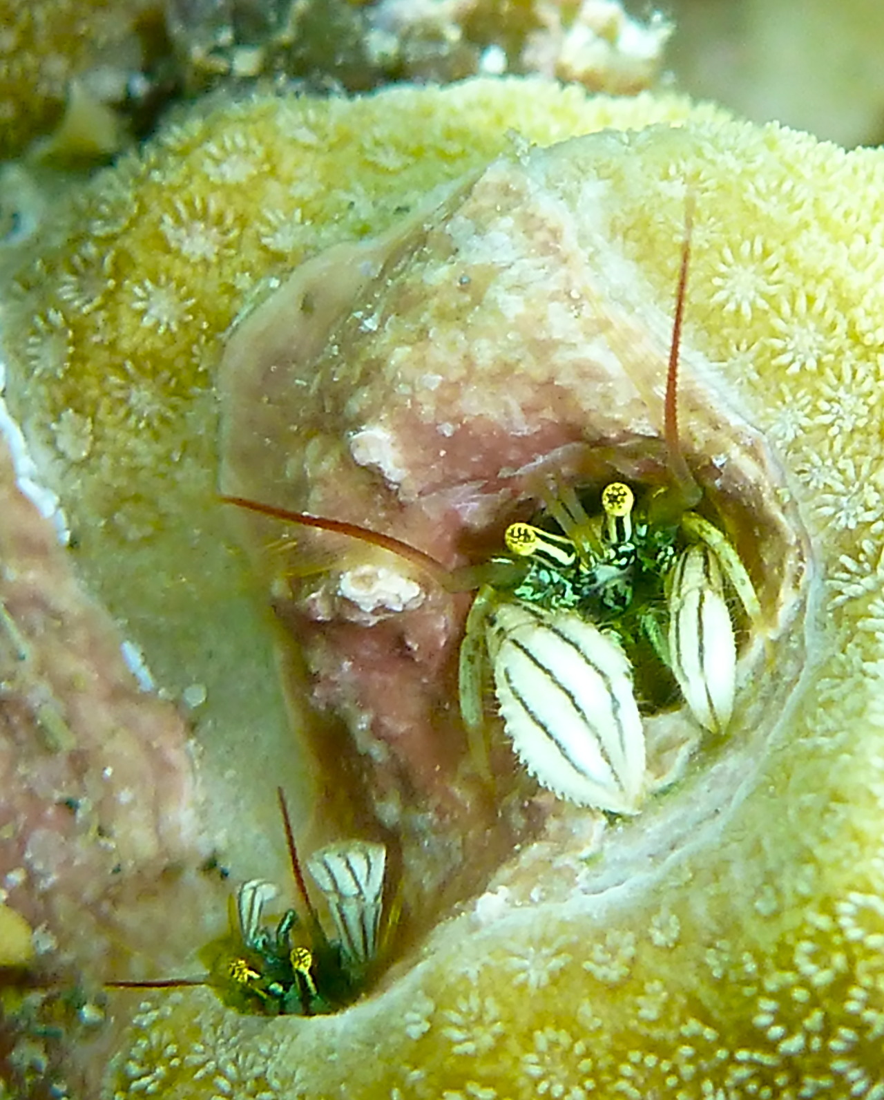 Coral dwelling hermit crabs, Paguritta vittata, peek out of their burrows from Porites cylindrica. Pemuteran, Bali. June 2013. Photo: Sara Simmonds