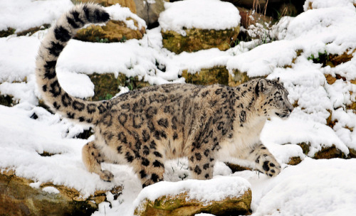 tigersandcompany:Snow leopard (by Alex Hannam)