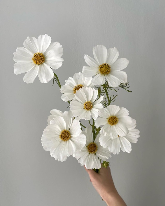 fleur-aesthetic:instagram | oortflower