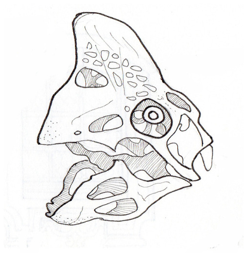 The skulls of an Oviraptor philoceratops and of a swan drawn at the Royal Belgian Institute of Natur