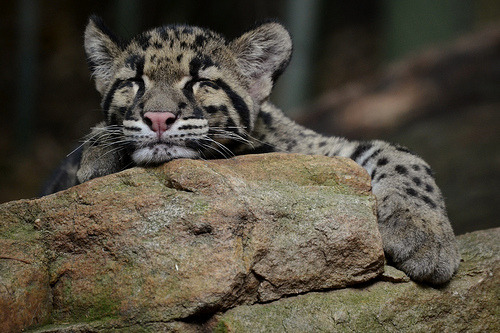 catsbeaversandducks:  SAD NEWS: Clouded Leopards Declared Extinct in Taiwan After a century of rapid expansion throughout much of the wild parts of our world, we are beginning to better understand all of what was lost in the process. For the last thirteen
