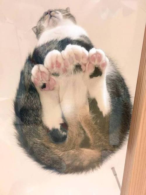 kitty:floatyboys@cursed-kat-images @toastycursedcats @cursedcatpictures @cursedcatimages