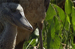 whiny-sugar-glider:   BBC Earth - Africa         Shoebills are awesome.       Dinosaauuurss