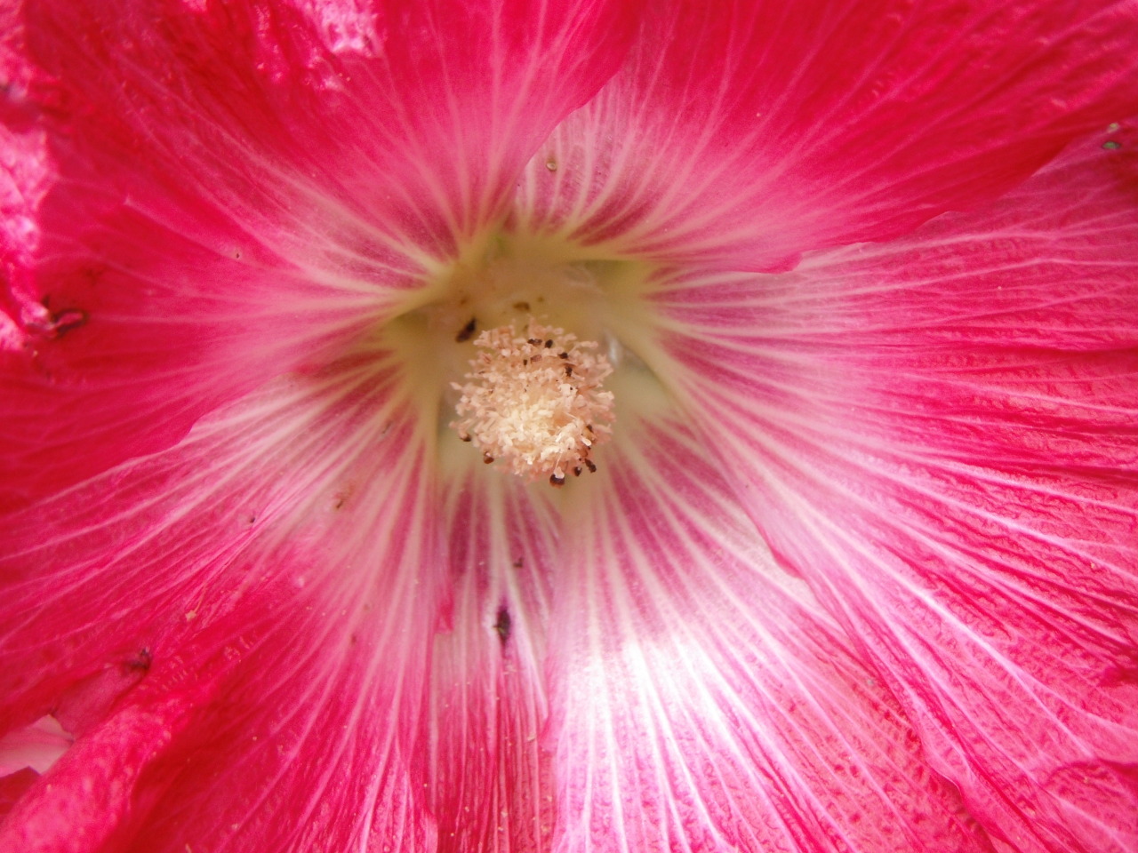 #pink#photography #photographers on tumblr #flowers