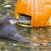 katiiie-lynn:the-girl-who-loves-monsters:Some October Otters to hopefully make you smile🎃🎃🎃🎃. Saw these over last few days and they always bring a smile to my face. @mossyoakmaster looook 😍🥰 Omgggg 😍😍🥰 they’re so cute!!