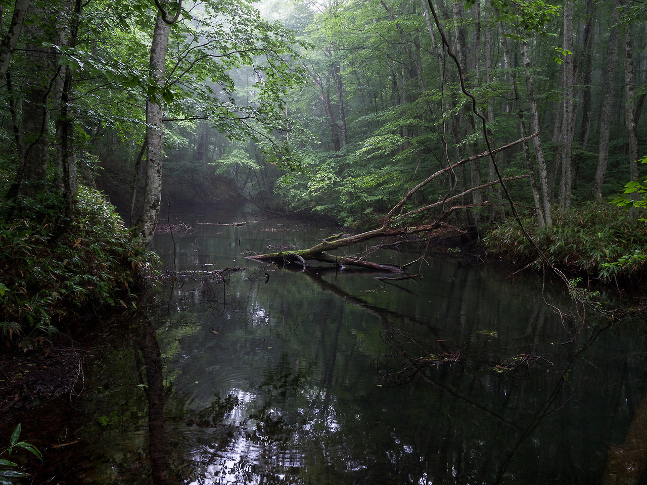 90377:  Aomori forest, Japan by Sho Shibata   