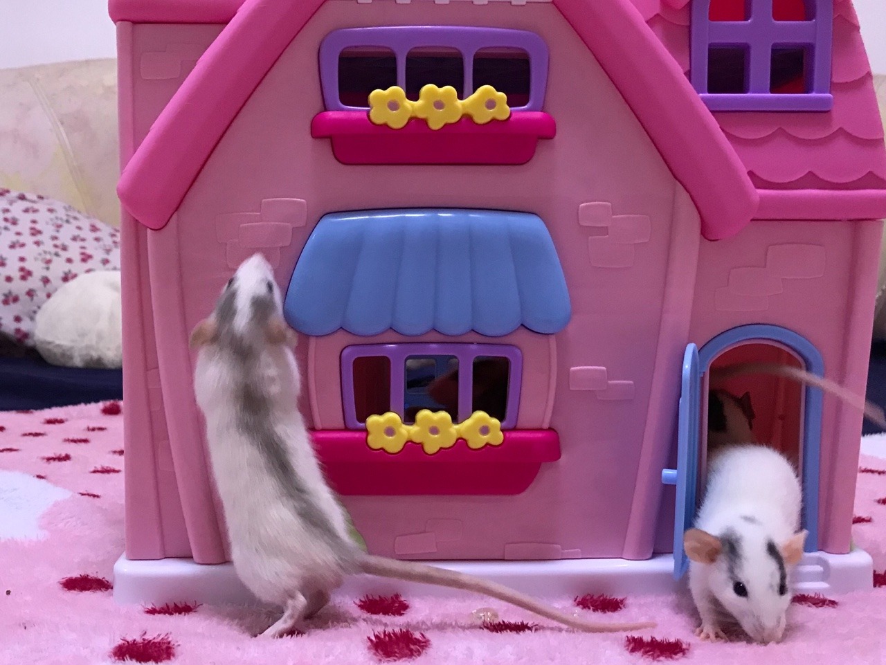 icouldwritebooks: Baby rats playing in a dollhouse.  I put the dollhouse on the bed,