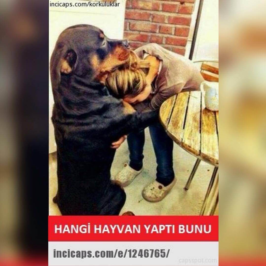 Hangi hayvan yaptı bunu