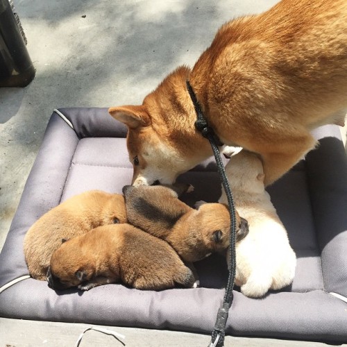 shiba-natsu:  ☀️ #shiba #shibainu #柴 #柴犬 by kuriiiiii http://bit.ly/1cg0gp7