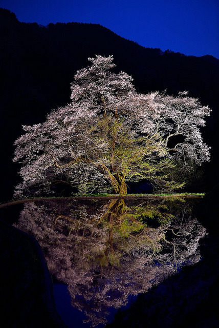 coiour-my-world:駒つなぎの桜 by jt3776 on Flickr.800-year old cherry tree, Achi, Nagano, Japan