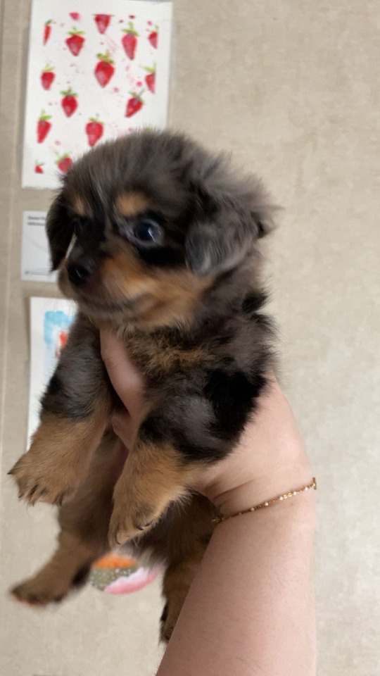 Firstly How Are Chihuahuas? They Get A Pretty Bad Rep In The Dog Lover Community So I Gotta Know If Its