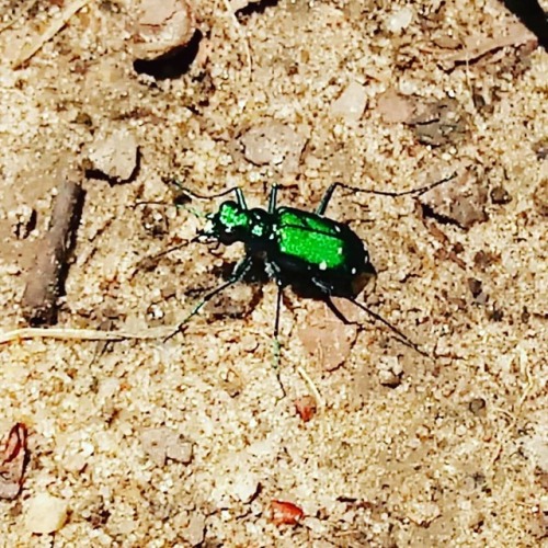 Six-spotted Tiger Beetle. Hunts small insects and spiders on along woodland paths and in open areas 