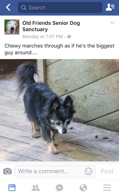 mamomomotora:Chewy, my man, bought to throw some paws.