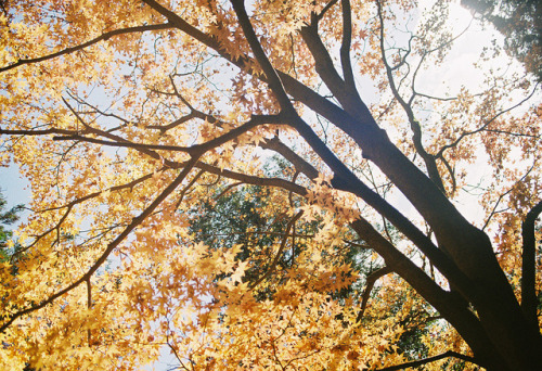 dailyautumn:Early Autumn #2 by *:Hinata:* on Flickr.