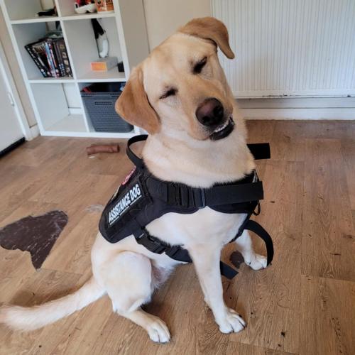 Toast, my almost 2 year old Assistance dog! She is task trained for both physical and mental health 