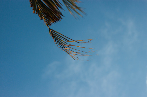 palm trees &amp; blue skies