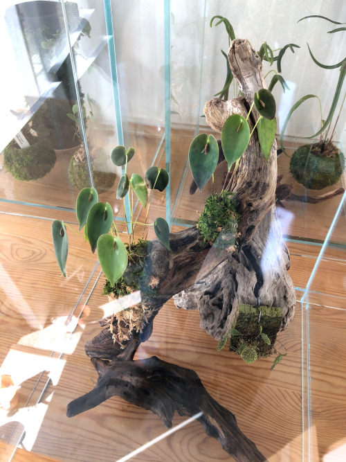 my orchidarium
