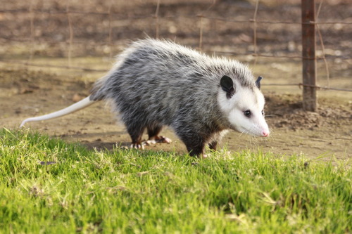 opossummypossum:In spite of their apparent primitiveness and small brain size, opossums have a remar