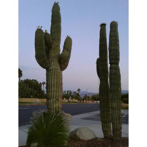 Saguaro Beauty  •≪• ≫ •≪ ≫ • ≪ • ≫ • • ≪ ≫ • ≪ ≫ • ≪ ≫• ▫▫▫▫▫▫▫▫▫▫▫▫▫▫▫▫▫▫▫▫ #greenvibes #saguaro #c