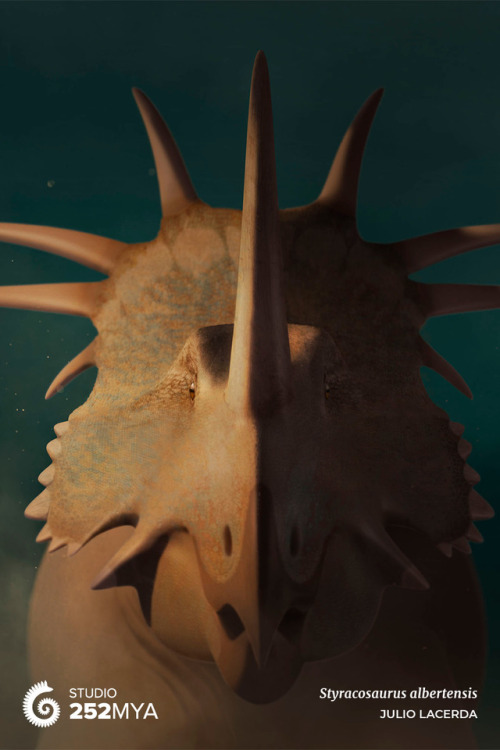 252mya:Styracosaurus albertensisArtwork by Julio Lacerda / @paleoartLike other dinosaurs with flashy