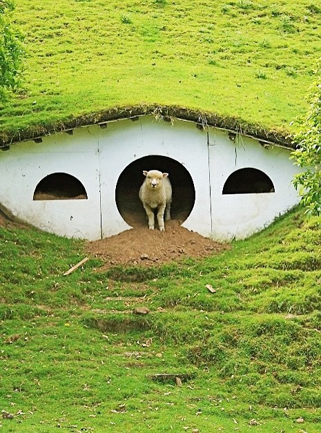 ruffboijuliaburnsides:minardil:Abandoned Hobbiton from Lord Of The Rings taken over by sheep. As it 