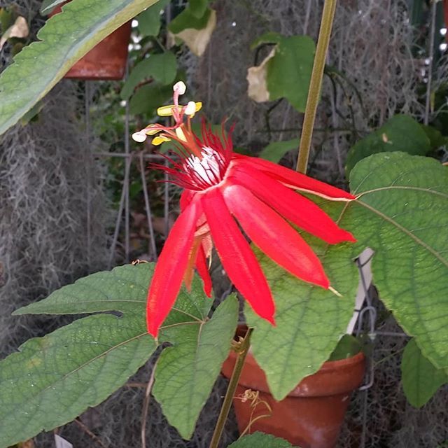 Passiflora vitifolia to start a week off right.
#passifloravitifolia #botany #Biodiversity #greenhouse #uconneeb #UConn — view on Instagram...