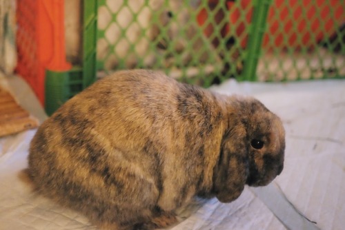 ghibli-bunny: Still keeping everybun separated for a few more weeks before bonding begins~