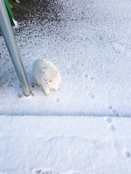 chubbycattumbling:  Is this cat happy or